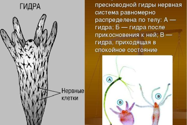 Спрут мега кракен